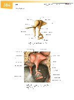 Sobotta Atlas of Human Anatomy  Head,Neck,Upper Limb Volume1 2006, page 391